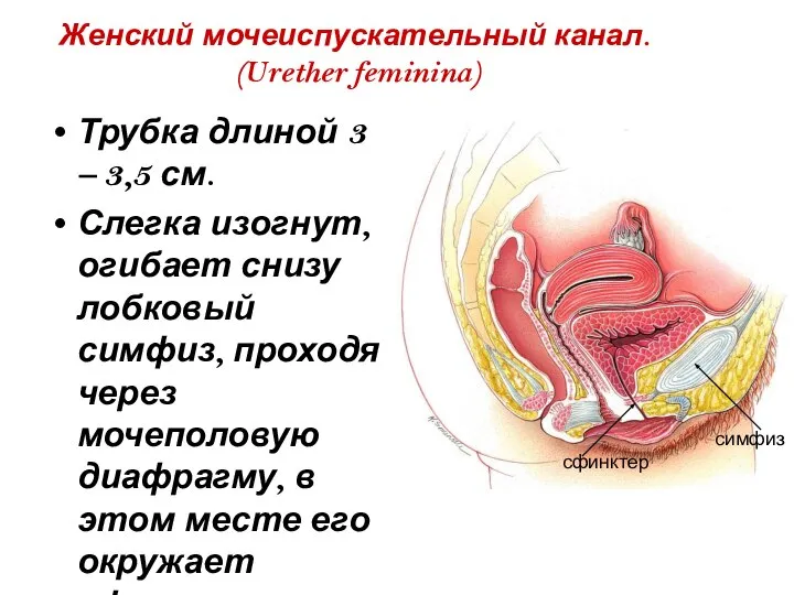 Женский мочеиспускательный канал. (Urether feminina) Трубка длиной 3 – 3,5 см.