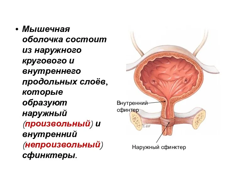 Мышечная оболочка состоит из наружного кругового и внутреннего продольных слоёв, которые