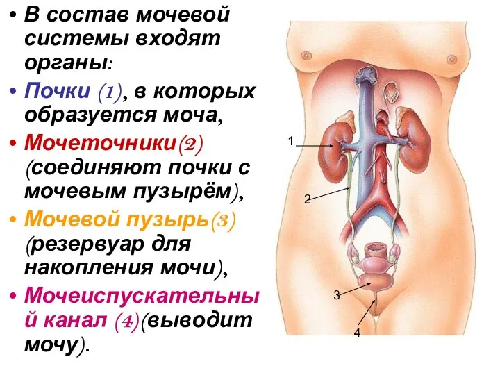 В состав мочевой системы входят органы: Почки (1), в которых образуется