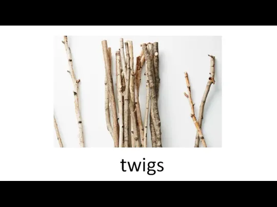twigs