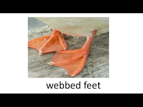 webbed feet