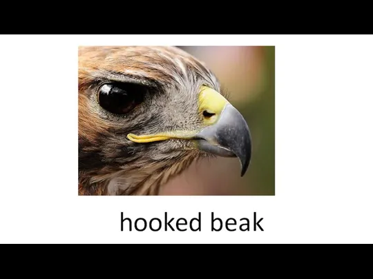 hooked beak