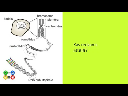 Kas redzams attēlā?