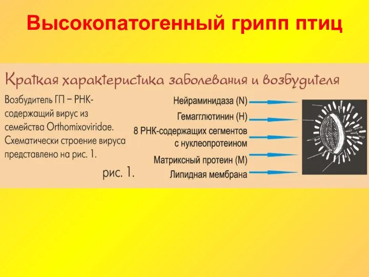 Высокопатогенный грипп птиц