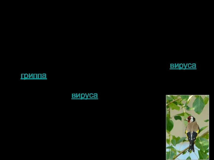 Глоссарий Нейраминидаза-фермент,относящийся к гликозил-гидролазам Гемагглютинин- поверхностный белок вируса гриппаГемагглютинин- поверхностный белок