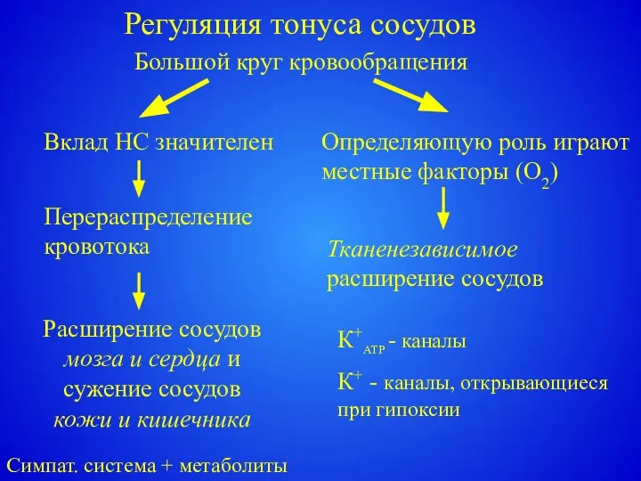 Регуляция тонуса сосудов Большой круг кровообращения Вклад НС значителен Определяющую роль