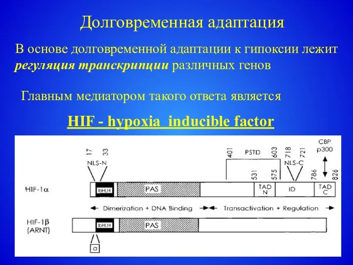 Долговременная адаптация В основе долговременной адаптации к гипоксии лежит регуляция транскрипции