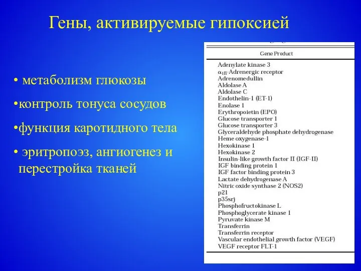 Гены, активируемые гипоксией метаболизм глюкозы контроль тонуса сосудов функция каротидного тела эритропоэз, ангиогенез и перестройка тканей