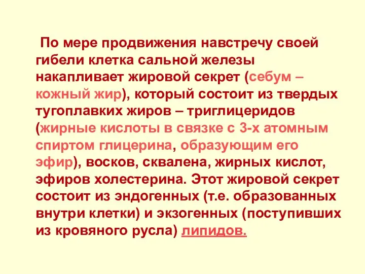 По мере продвижения навстречу своей гибели клетка сальной железы накапливает жировой