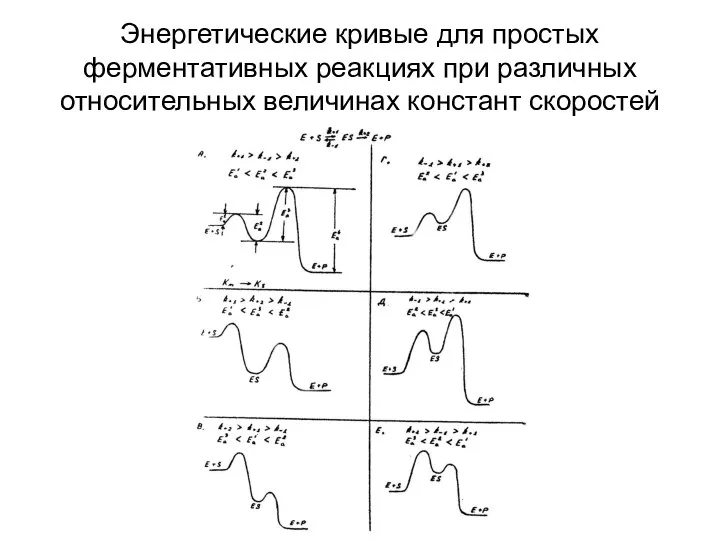 Энергетические кривые для простых ферментативных реакциях при различных относительных величинах констант скоростей