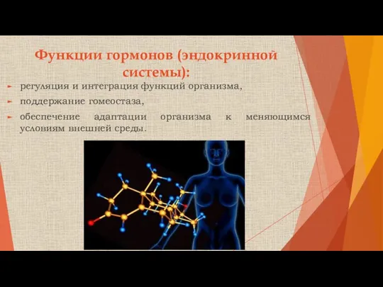 Функции гормонов (эндокринной системы): регуляция и интеграция функций организма, поддержание гомеостаза,