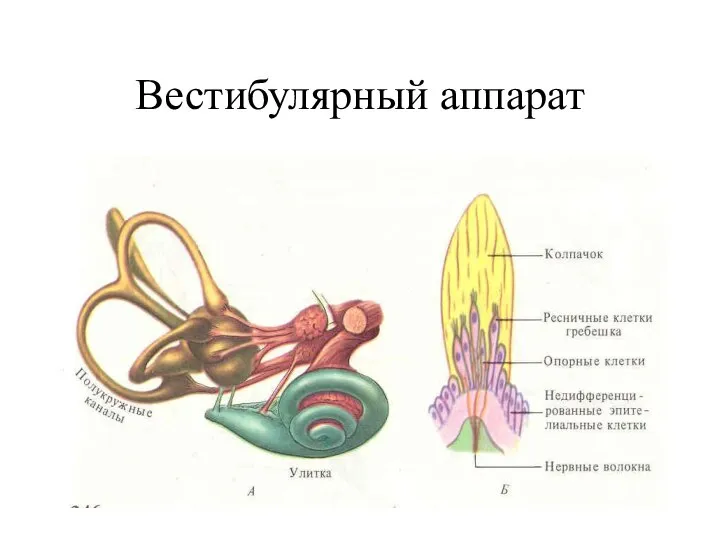 Вестибулярный аппарат