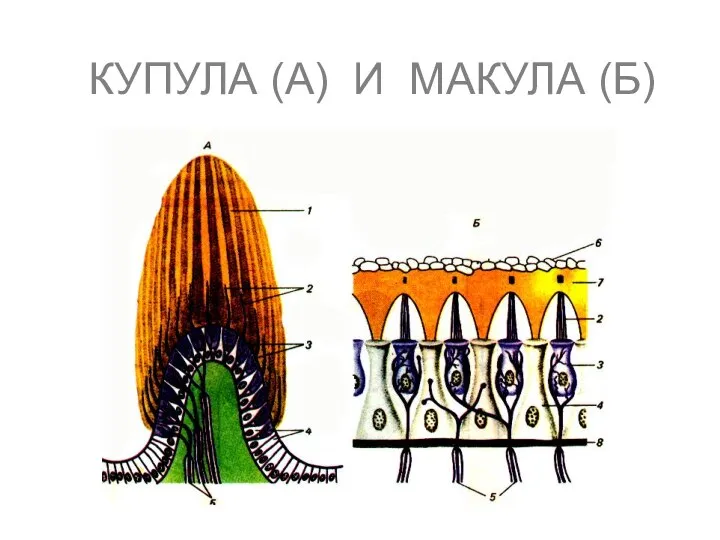 КУПУЛА (А) И МАКУЛА (Б)