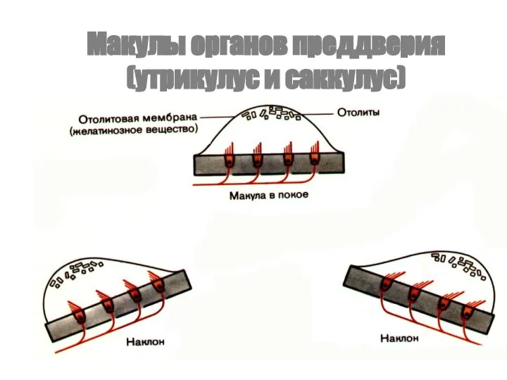 Макулы органов преддверия (утрикулус и саккулус)