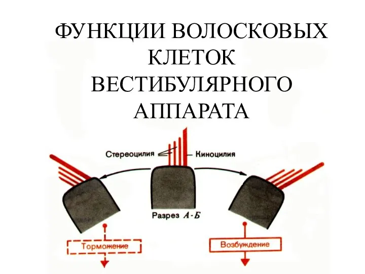 ФУНКЦИИ ВОЛОСКОВЫХ КЛЕТОК ВЕСТИБУЛЯРНОГО АППАРАТА