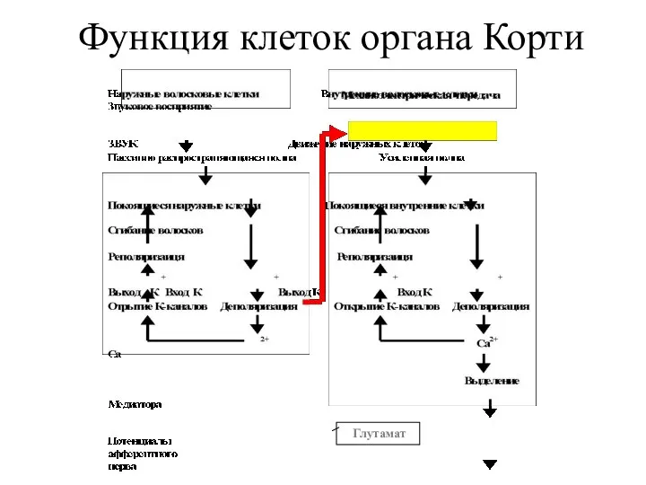 Функция клеток органа Корти Глутамат