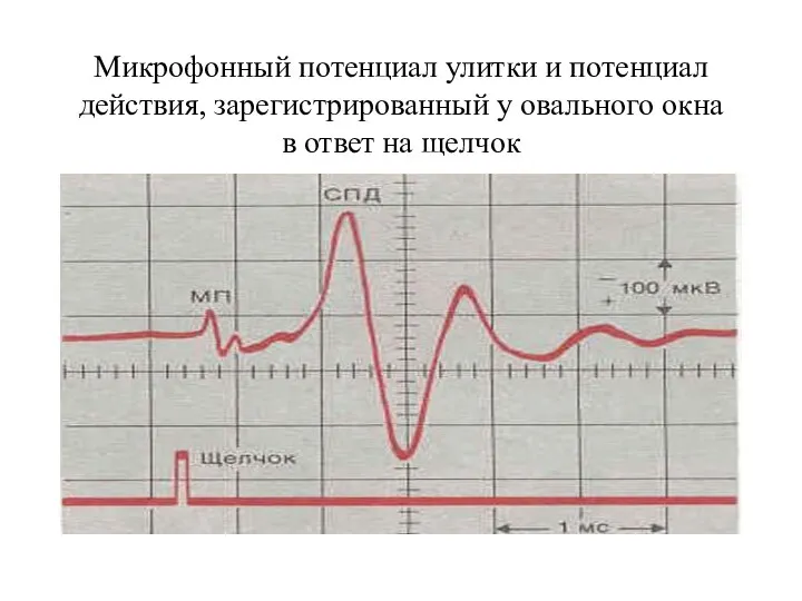 Микрофонный потенциал улитки и потенциал действия, зарегистрированный у овального окна в ответ на щелчок