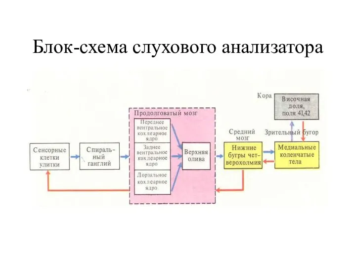 Блок-схема слухового анализатора