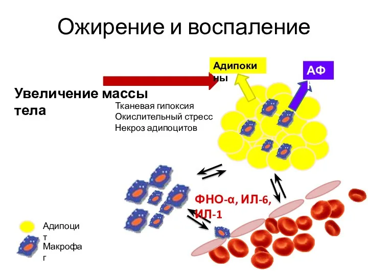 Ожирение и воспаление Увеличение массы тела Тканевая гипоксия Окислительный стресс Некроз