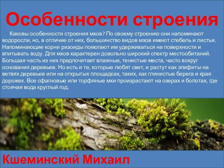 Особенности строения Каковы особенности строения мхов? По своему строению они напоминают