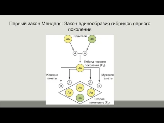 Первый закон Менделя: Закон единообразия гибридов первого поколения