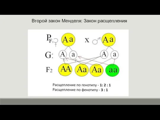 Второй закон Менделя: Закон расщепления