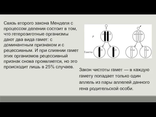 Закон чистоты гамет — в каждую гамету попадает только один аллель