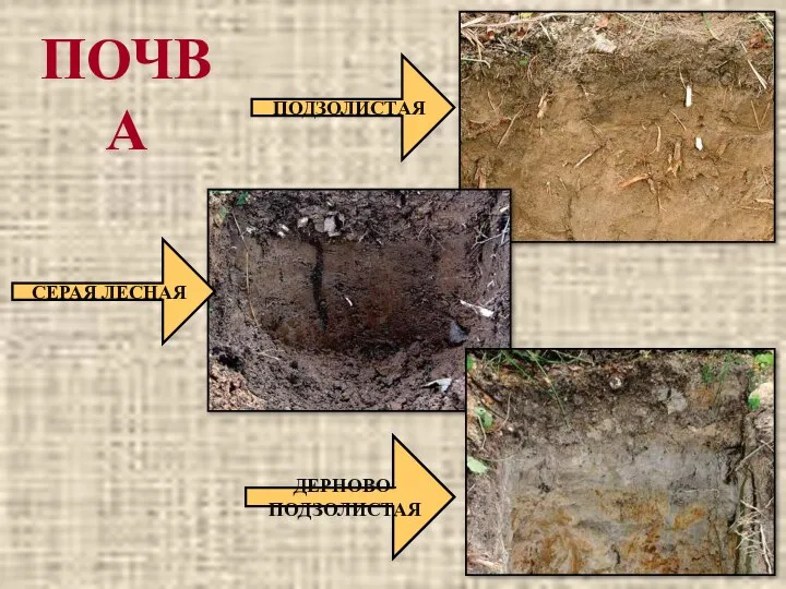 ПОЧВА ПОДЗОЛИСТАЯ СЕРАЯ ЛЕСНАЯ ДЕРНОВО-ПОДЗОЛИСТАЯ