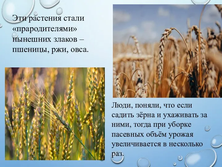 Эти растения стали «прародителями» нынешних злаков – пшеницы, ржи, овса. Люди,