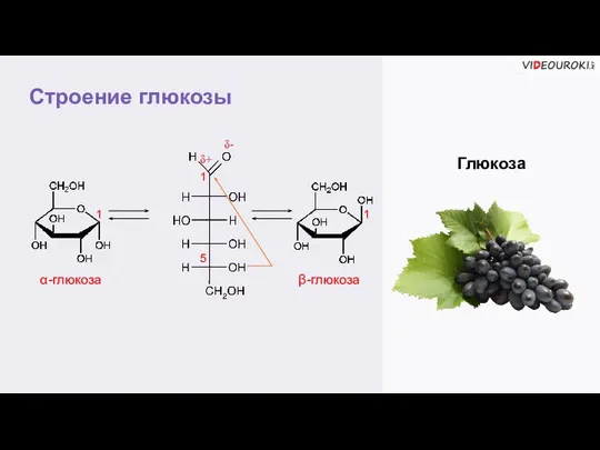 Строение глюкозы Глюкоза α-глюкоза β-глюкоза 1 5 δ+ δ- 1 1