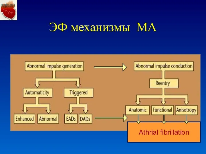 ЭФ механизмы МА Athrial fibrillation