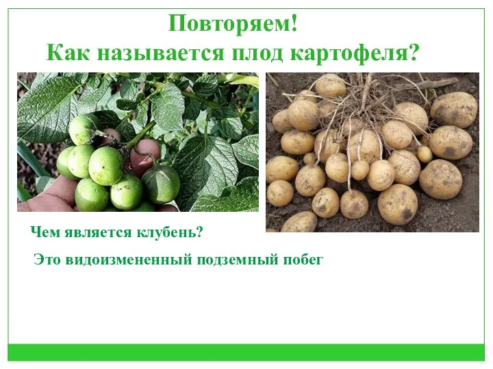 Повторяем! Как называется плод картофеля? Чем является клубень? Это видоизмененный подземный побег