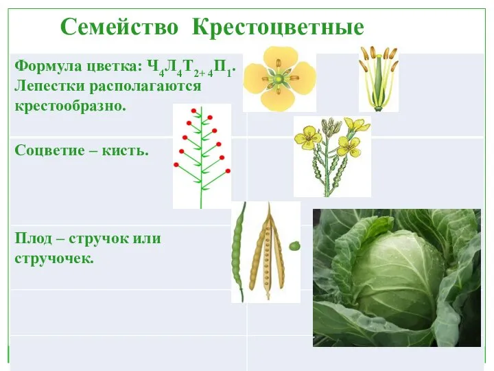 Семейство Крестоцветные