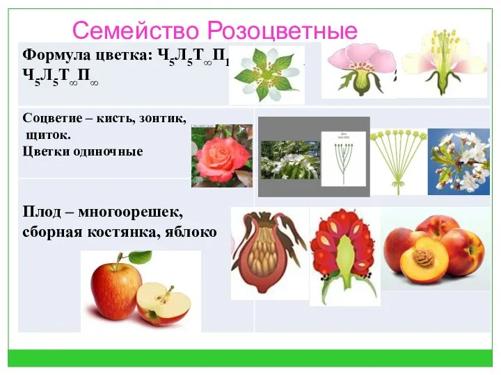 Семейство Розоцветные