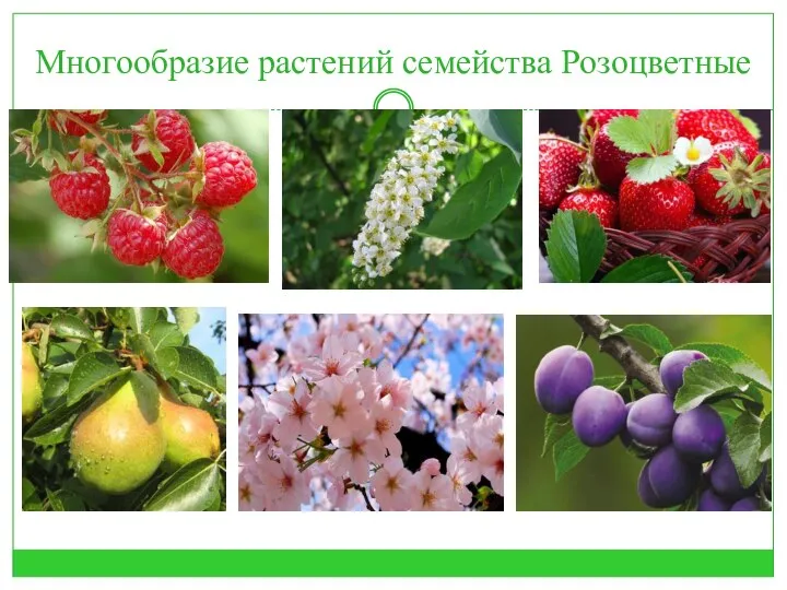 Многообразие растений семейства Розоцветные