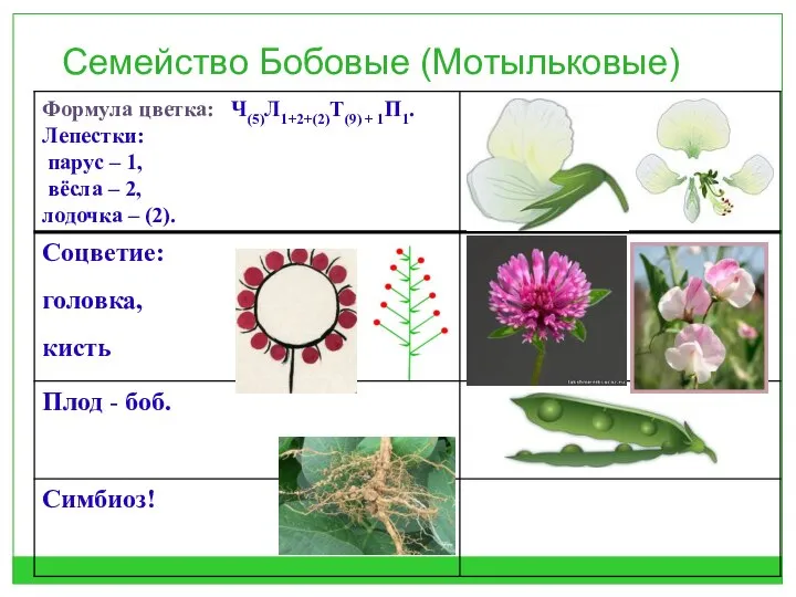 Семейство Бобовые (Мотыльковые)