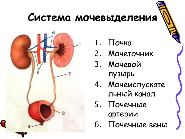 Система мочевыделения Почка Мочеточник Мочевой пузырь Мочеиспускательный канал Почечные артерии Почечные вены