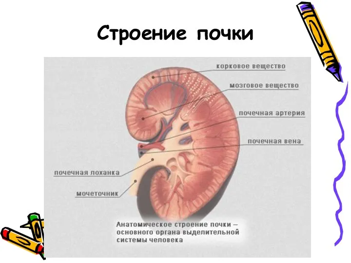 Строение почки