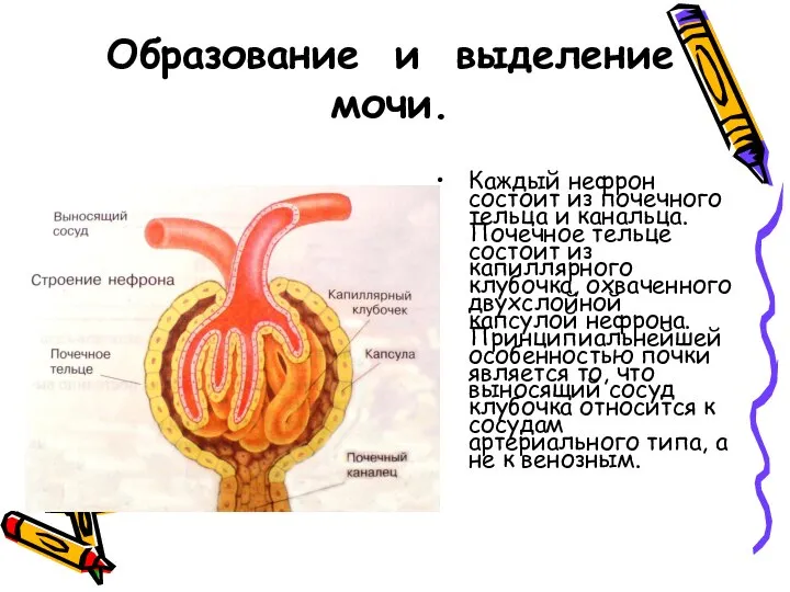 Образование и выделение мочи. Каждый нефрон состоит из почечного тельца и