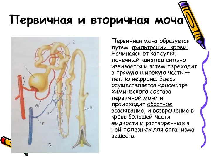 Первичная и вторичная моча Первичная моча образуется путем фильтрации крови. Начинаясь