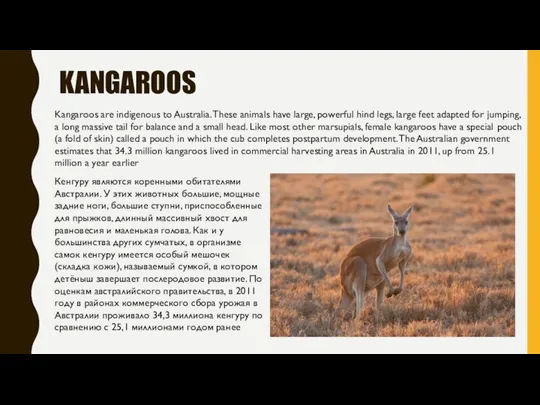 KANGAROOS Кенгуру являются коренными обитателями Австралии. У этих животных большие, мощные
