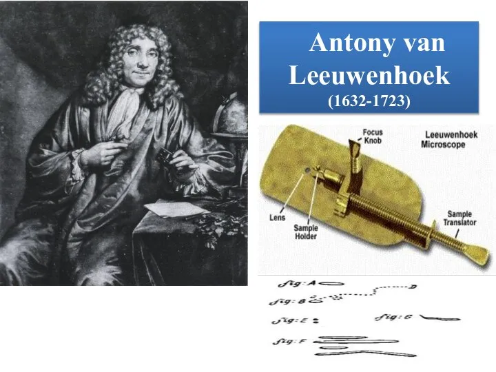 Antony van Leeuwenhoek (1632-1723)