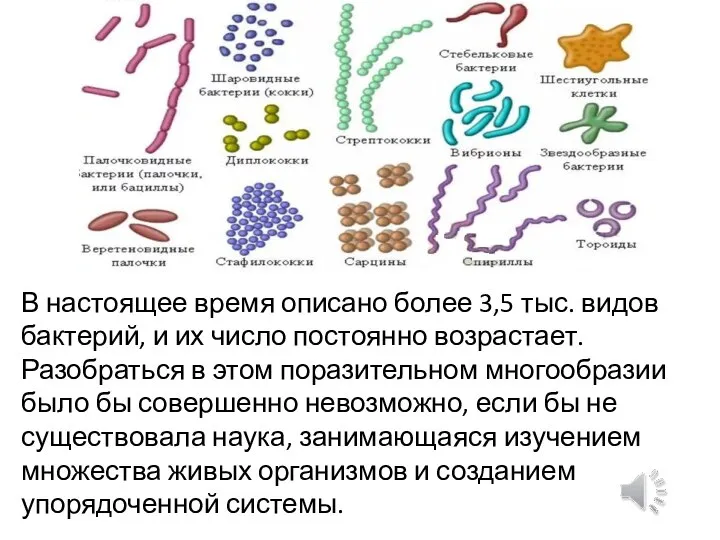 В настоящее время описано более 3,5 тыс. видов бактерий, и их