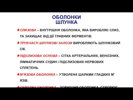 ОБОЛОНКИ ШЛУНКА СЛИЗОВА – ВНУТРІШНЯ ОБОЛОНКА, ЯКА ВИРОБЛЯЄ СЛИЗ, ТА ЗАХИЩАЄ