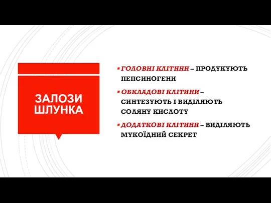 ЗАЛОЗИ ШЛУНКА ГОЛОВНІ КЛІТИНИ – ПРОДУКУЮТЬ ПЕПСИНОГЕНИ ОБКЛАДОВІ КЛІТИНИ – СИНТЕЗУЮТЬ