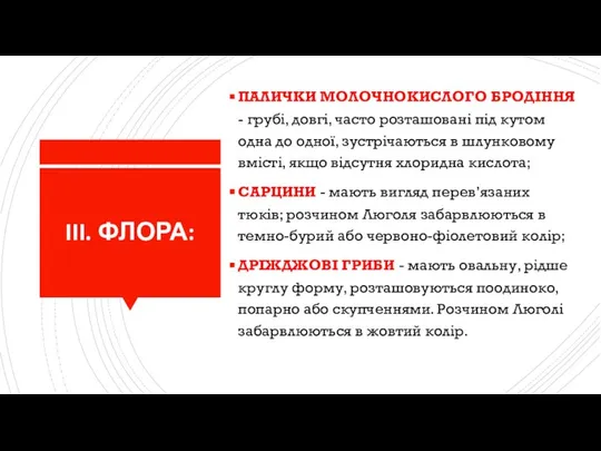 III. ФЛОРА: ПАЛИЧКИ МОЛОЧНОКИСЛОГО БРОДІННЯ - грубі, довгі, часто розташовані під