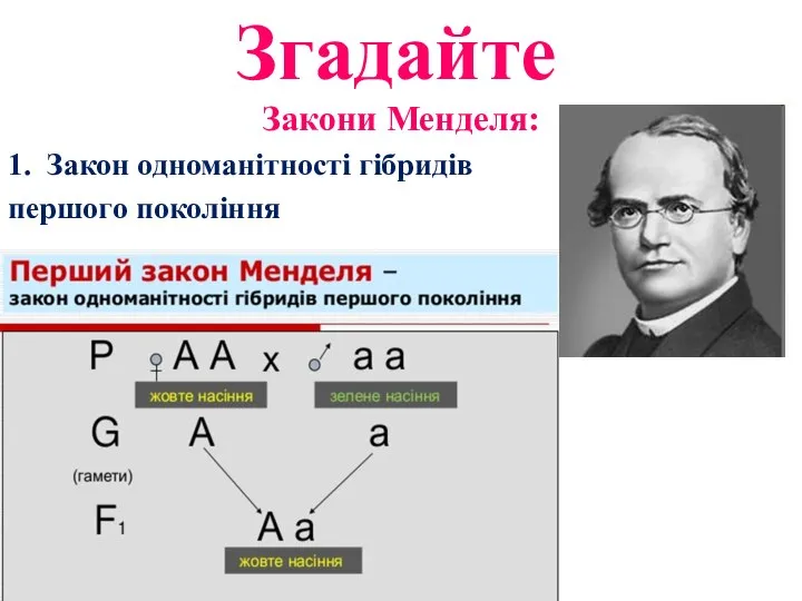 Згадайте Закони Менделя: 1. Закон одноманітності гібридів першого покоління