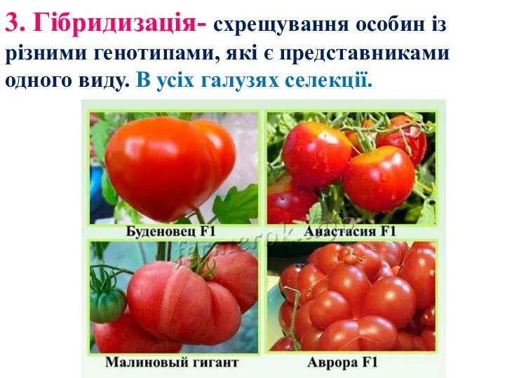 3. Гібридизація- схрещування особин із різними генотипами, які є представниками одного виду. В усіх галузях селекції.