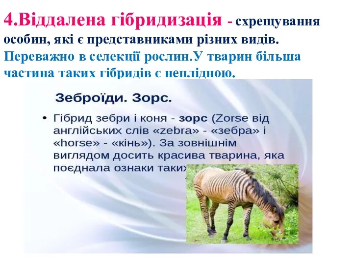 4.Віддалена гібридизація - схрещування особин, які є представниками різних видів. Переважно