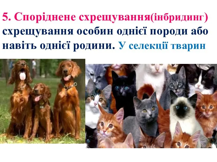 5. Споріднене схрещування(інбридинг) схрещування особин однієї породи або навіть однієї родини. У селекції тварин